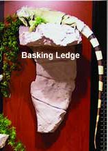 Replica Basking Ledge