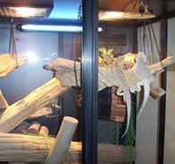 Bearded Dragon in Reptile Safe Cage