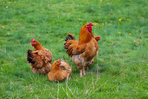 Chicken Enclosures