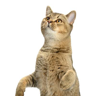 A Curious Cat - Custom Cages & Enclosures for Cats