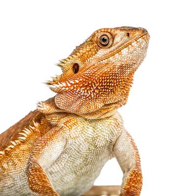 A Striking Bearded Dragon - Custom Cages & Enclosures for Reptiles
