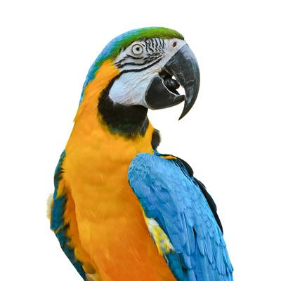 A Vibrantly Colored Macaw - Custom Cages & Enclosures for Birds