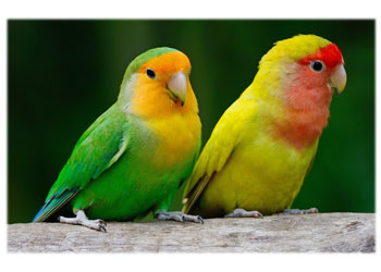 Lovebirds