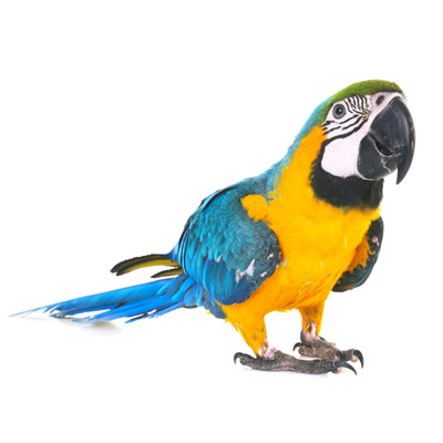 colorful macaw parrot