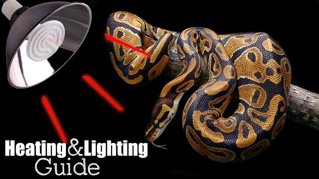 Ball Python Heating/Lighting Guide | Elle's Reptiles