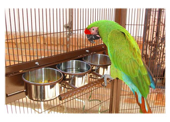 Military Macaw Eating
