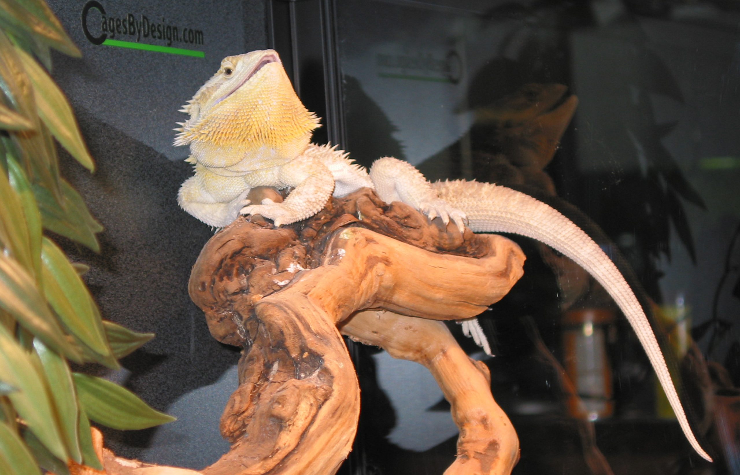 Reptile Cage Photo Wall Custom Cages Custom Cages