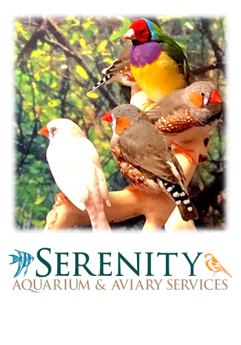 Services for bird aviaries for hospitals