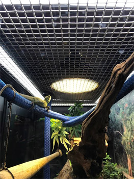Chinese Water Dragon Majestic Enclosure