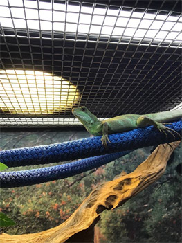 Chinese Water Dragon Majestic Enclosure