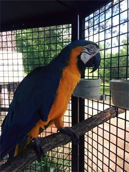 Macaw Suncatcher